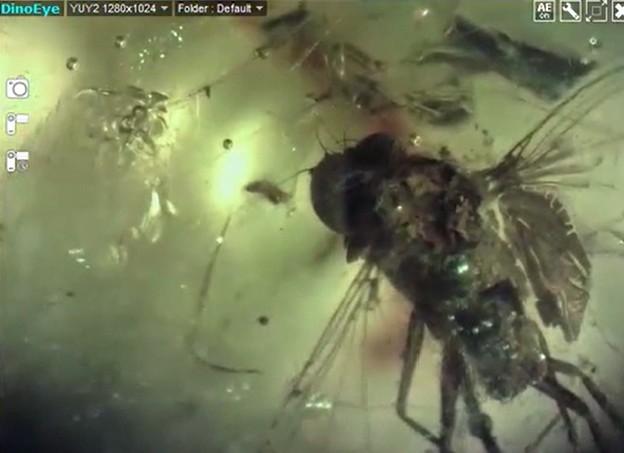 Resto biológico de una mosca perfectamente conservada de más de 13 millones de años. Ofrece ADN de la fauna de antes de la separación de los continentes en la Tierra. 