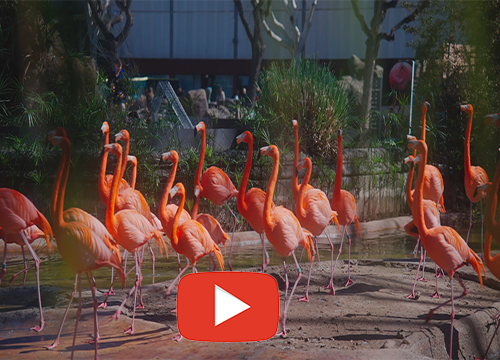 Acceso a la entrevista al director del Zoo, Antoni Alarcón, en nuestro canal YouTube
