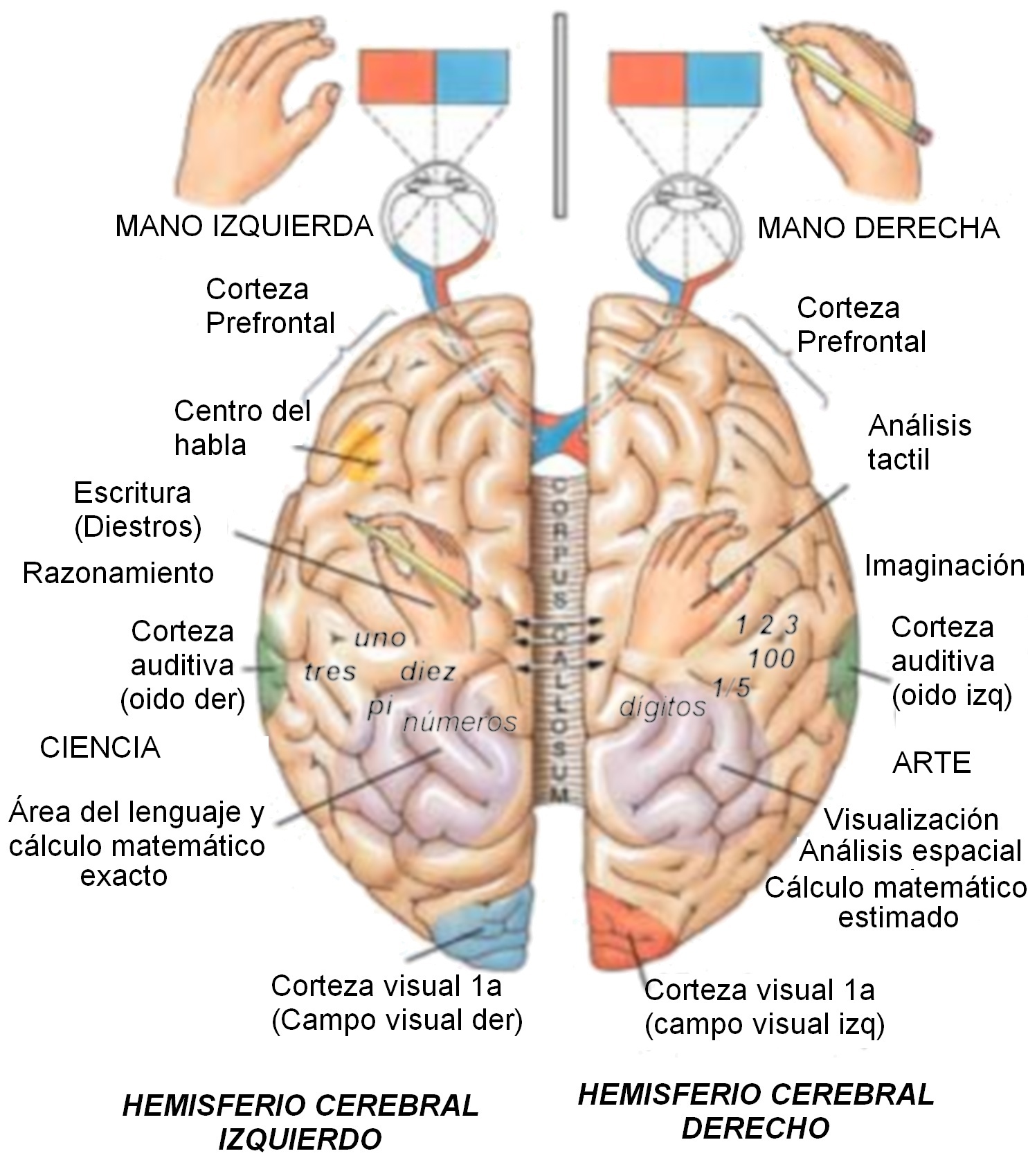 àrees i funcions del cervell