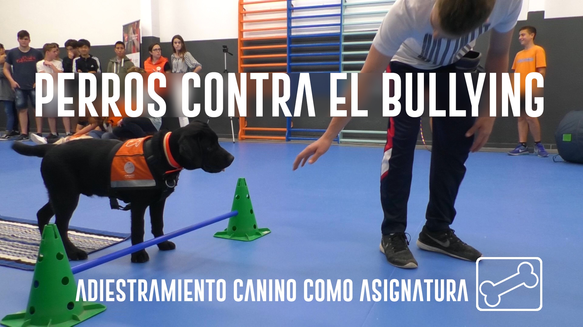 Perros y niños en el aula trabajando adiestramiento, perros contra el bullying