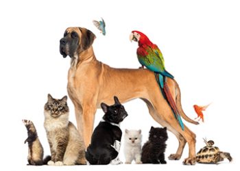 Redes sociales para mascotas
