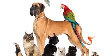 Redes sociales para mascotas