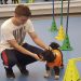 Adiestramiento canino