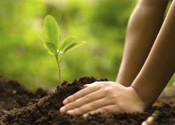 Programa educativo medioambiental en Japón