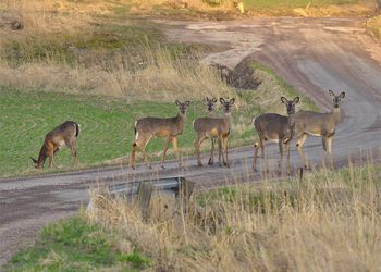 Zonas rurales y jóvenes