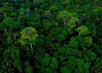 ¿Podrian sobrevivir en la selva niños de ciudad?