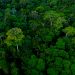 ¿Podrian sobrevivir en la selva niños de ciudad?